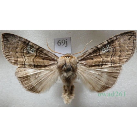 Tethea ocularis (Linnaeus, 1767) Falica oczenica Czech69j